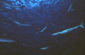   Wall Sharkstaken roca partida socorro islands Mexico.I think these were silkies have never seen such concentration large animals.Taken 15mm lens nikonos camera June 2009 Sharks"--taken Sharks"taken Sharks" taken MexicoI Mexico animalsTaken animals  